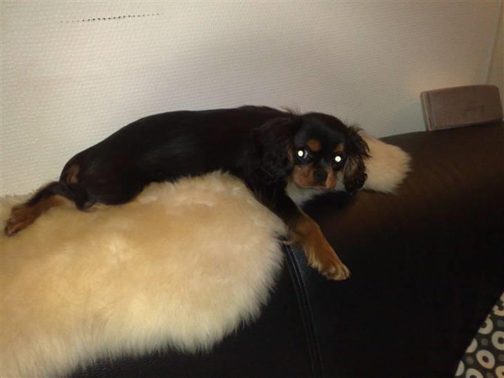 Cavalier king charles spaniel Pultz`s Sofie (Zia) *RIP* - Mor... jeg falder altså snart i søvn!!! billede 5