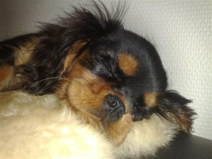 Cavalier king charles spaniel Pultz`s Sofie (Zia) *RIP* - Zzz..Man bliver træt af det her fotomodelhalløj :0) billede 6