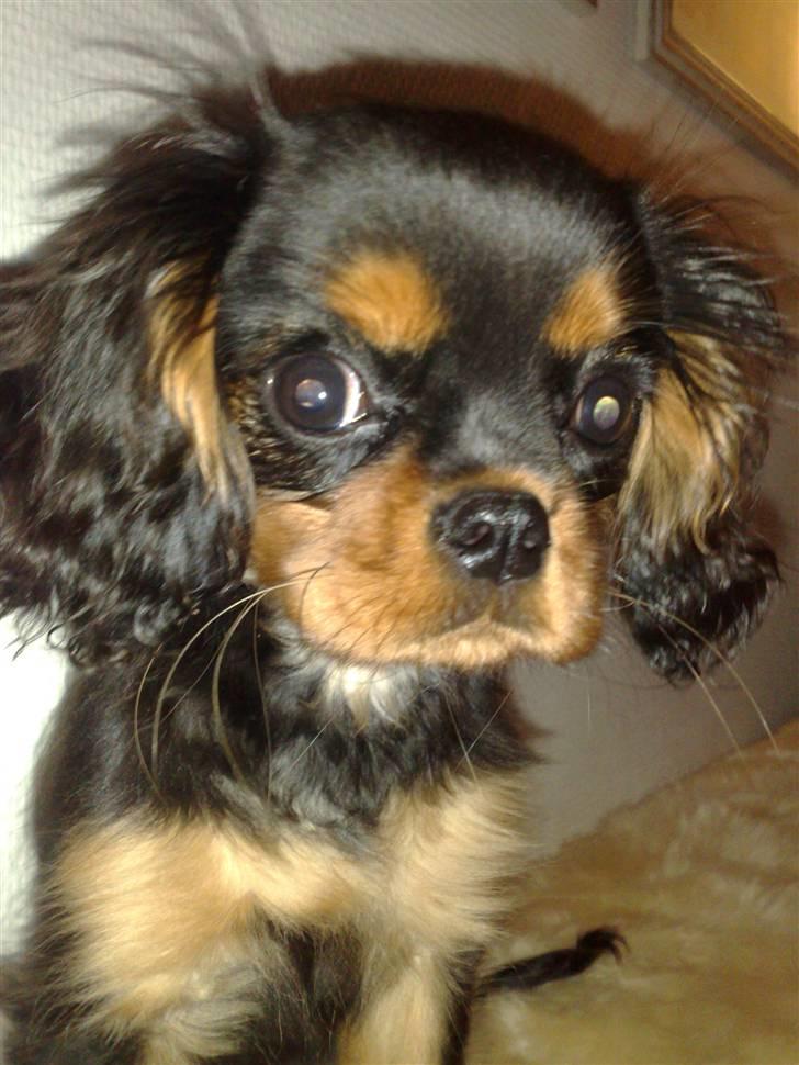 Cavalier king charles spaniel Pultz`s Sofie (Zia) *RIP* - Tak fordi I kiggede forbi, vi ses en anden gang :0) billede 7