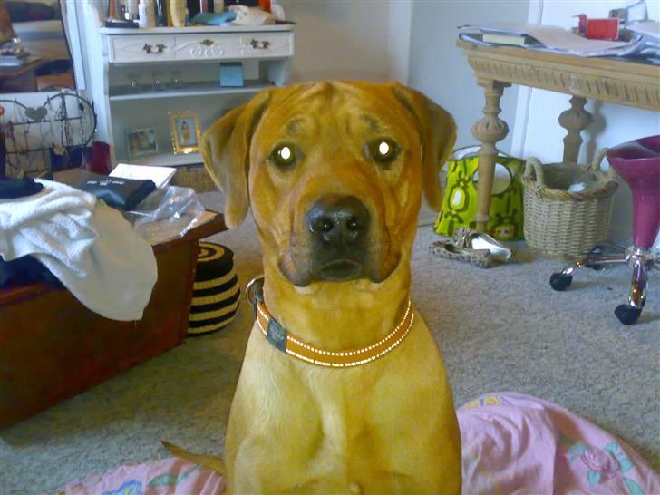 Rhodesian ridgeback Joker <3 - "Har du en godbid eller snyder du mig bare igen ??" billede 1