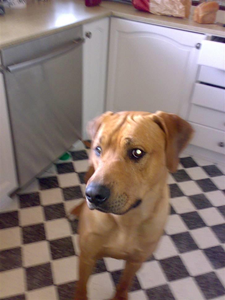 Rhodesian ridgeback Joker <3 - "how are you doin´??" billede 2