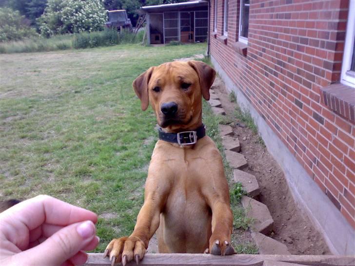 Rhodesian ridgeback Joker <3 - "Jeg kan da nemt springe over ..!" billede 3