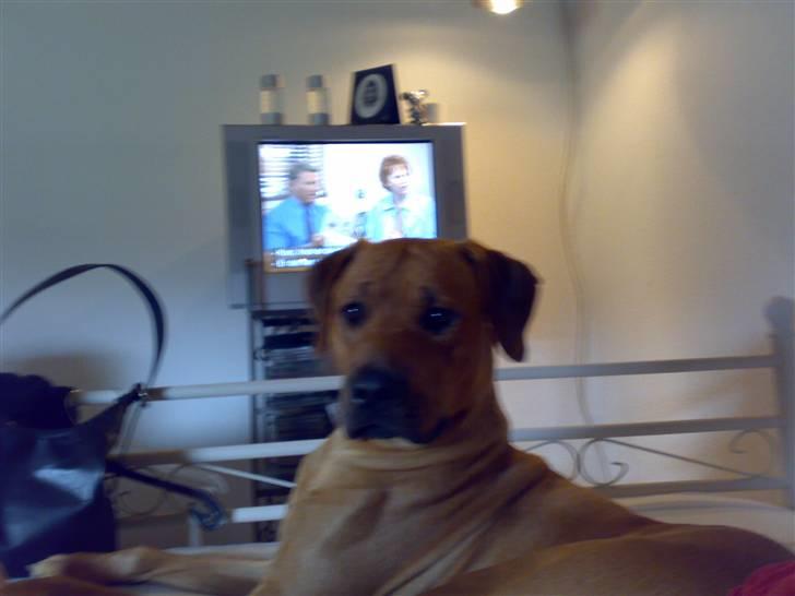 Rhodesian ridgeback Joker <3 - Mmmmh , søndagshygge :D billede 4