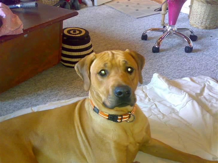 Rhodesian ridgeback Joker <3 billede 5