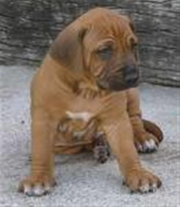 Rhodesian ridgeback Joker <3 - lidt ked ... lige blevet skilt fra søskende ...  billede 6