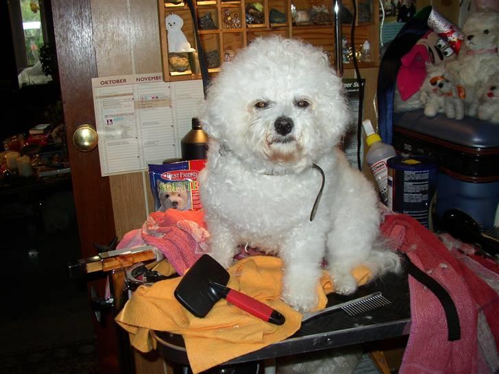 Bichon à poil frisé Malene(Skovfryds Snow)  - Malene på trimmebordet, skal være fin billede 1