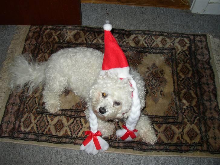 Bichon à poil frisé Malene(Skovfryds Snow)  - Venter på julen 2008 billede 2