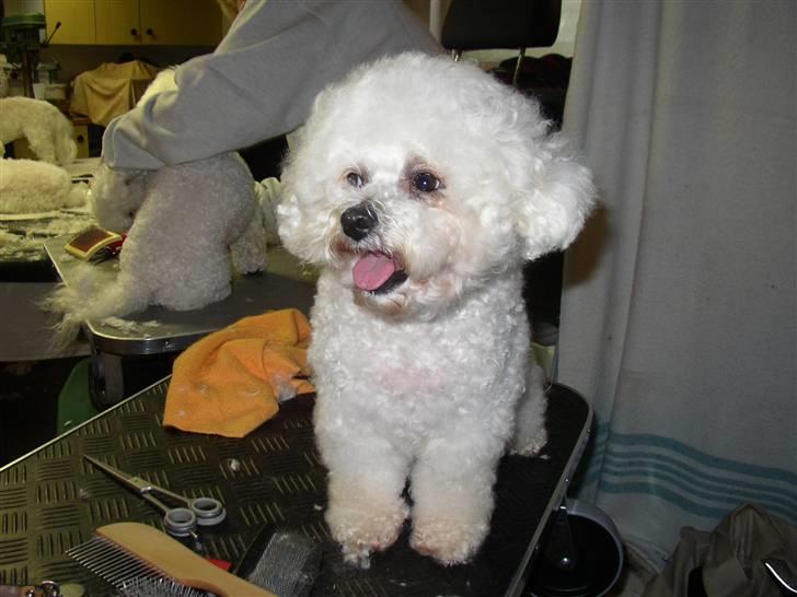 Bichon à poil frisé Malene(Skovfryds Snow)  - Her er vi til   lær-at-klip-din-bichon-selv-dag billede 3
