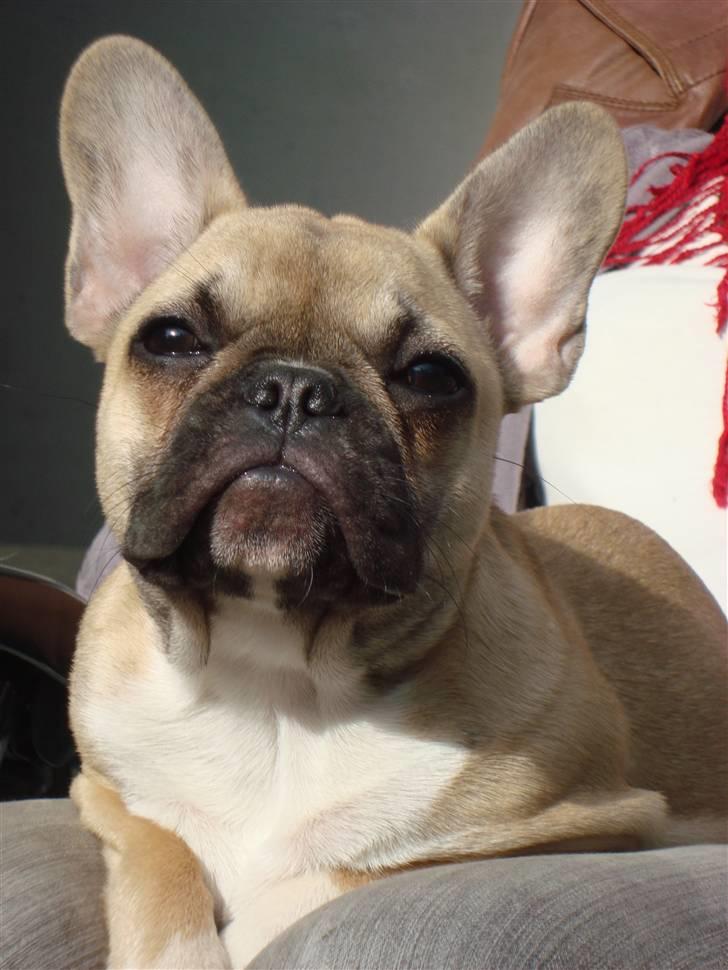 Fransk bulldog Sascha - R.I.P - Ligger i haven på mormor d.6/4  09 billede 1