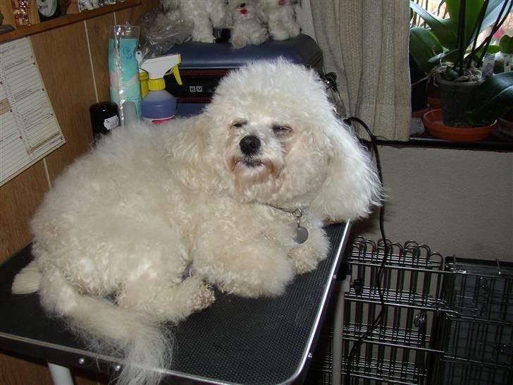 Bichon à poil frisé Malene(Skovfryds Snow)  - Her er nu dejligt at ligge billede 4