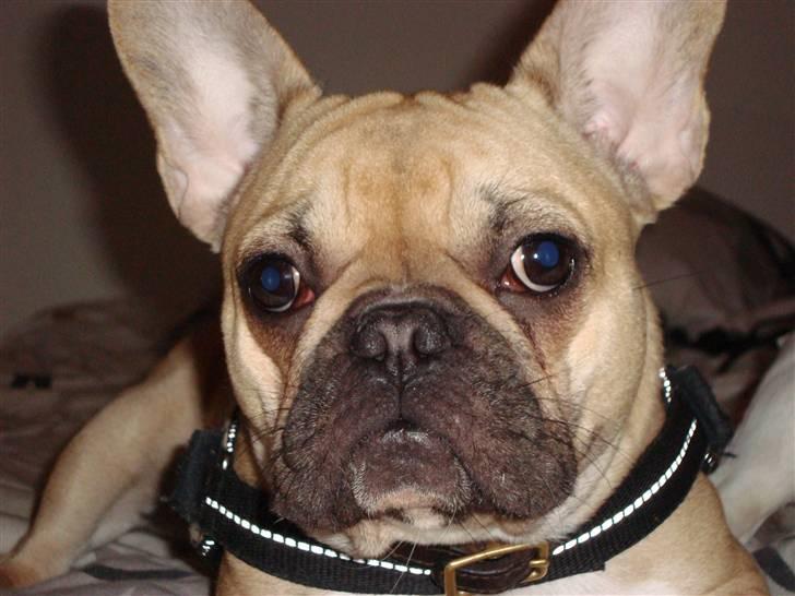 Fransk bulldog Sascha - R.I.P billede 2