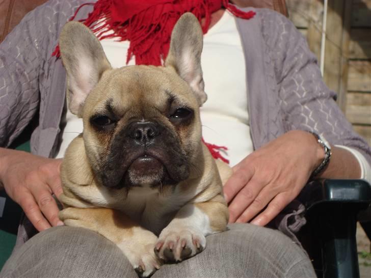 Fransk bulldog Sascha - R.I.P billede 3