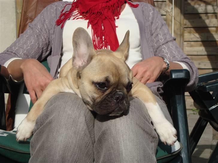 Fransk bulldog Sascha - R.I.P - Forsøger at ligne en måge med de arme? hehe billede 4