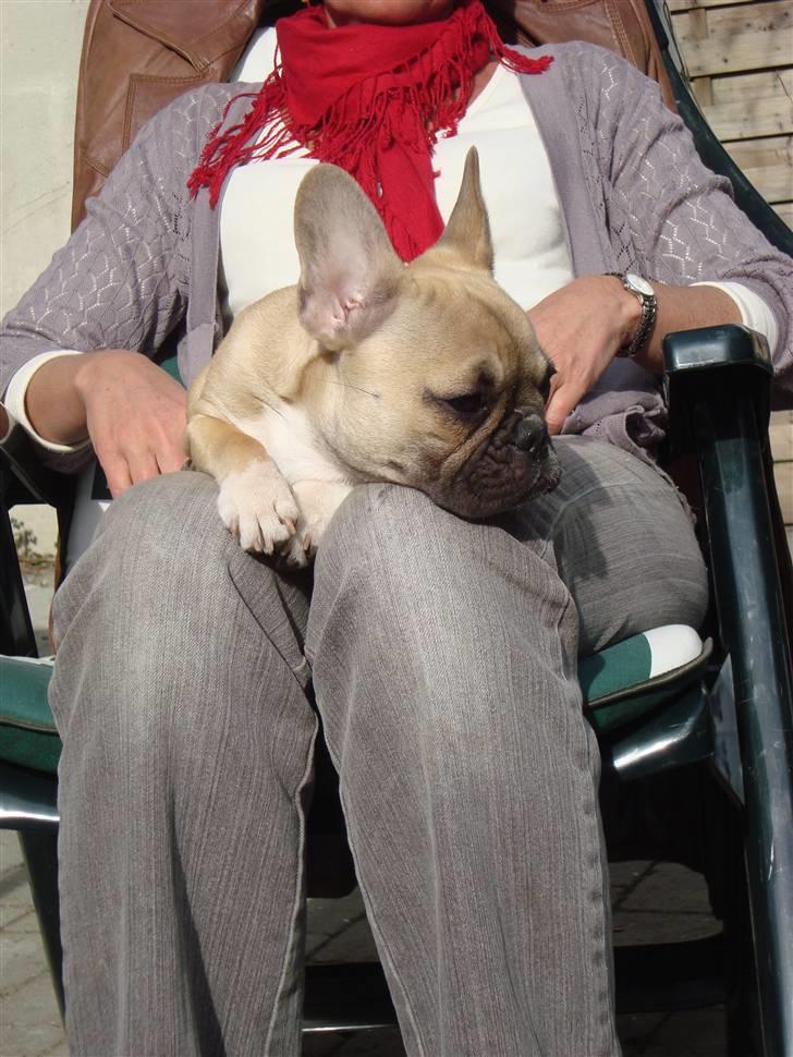 Fransk bulldog Sascha - R.I.P billede 5