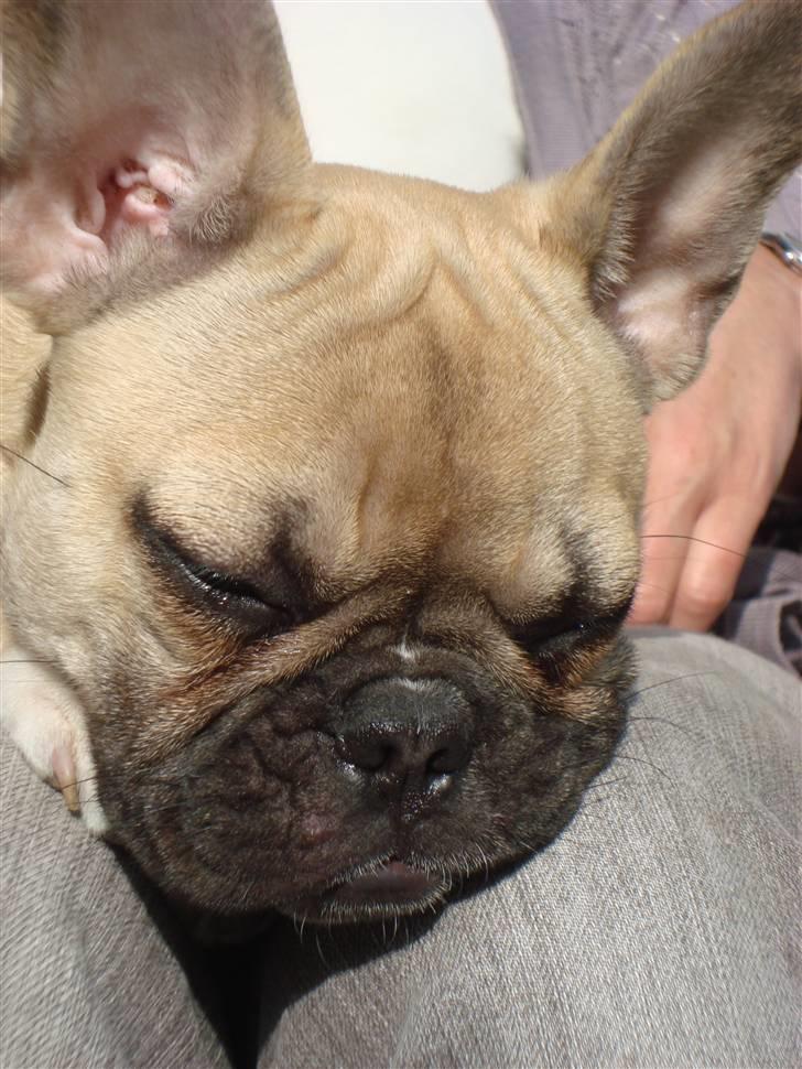 Fransk bulldog Sascha - R.I.P billede 6