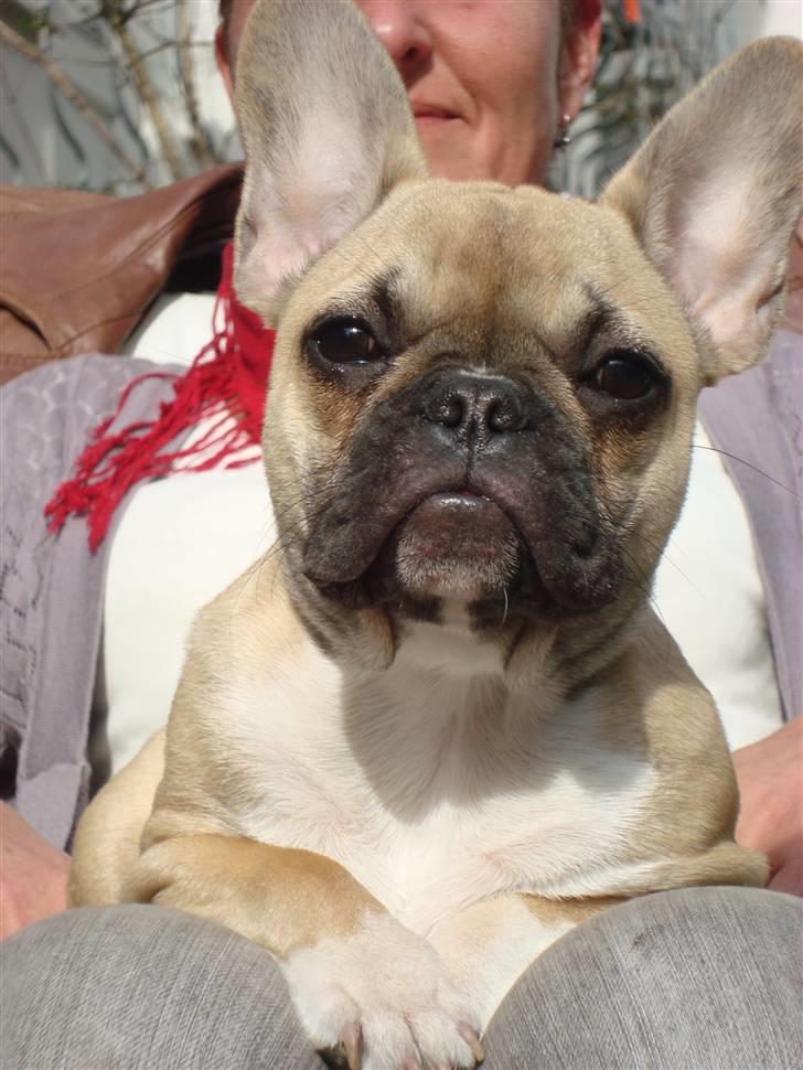 Fransk bulldog Sascha - R.I.P billede 7