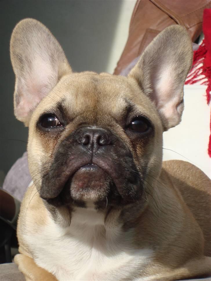 Fransk bulldog Sascha - R.I.P billede 8