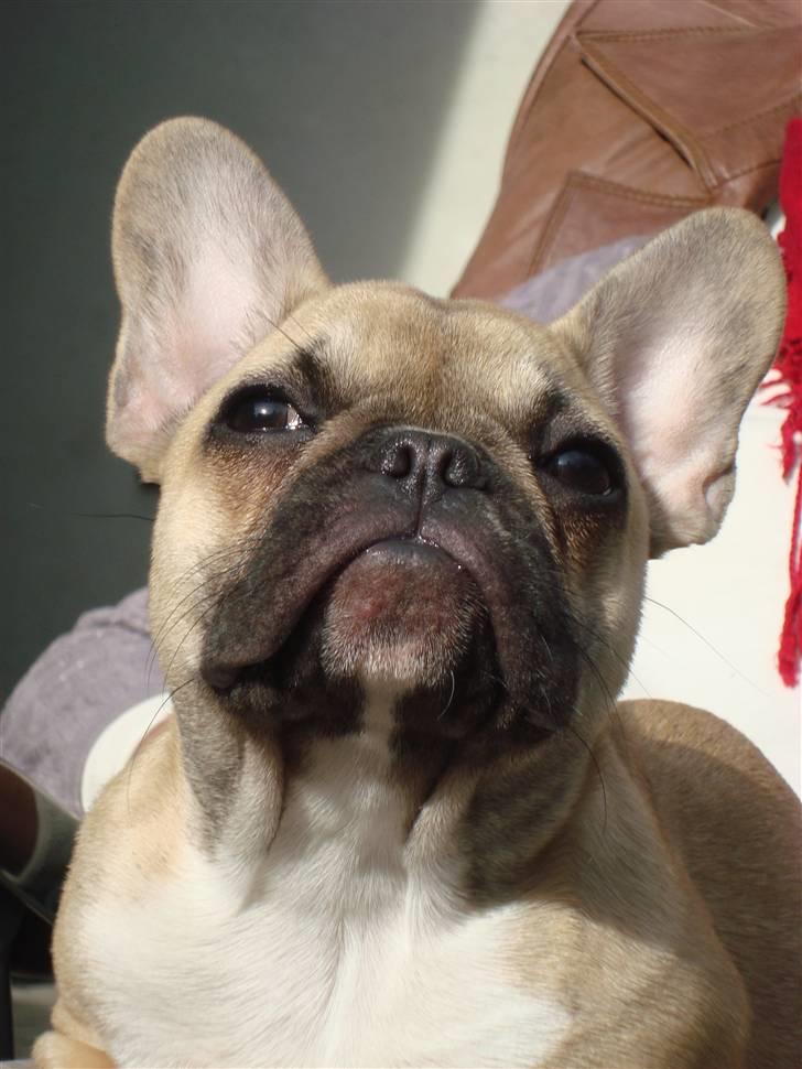 Fransk bulldog Sascha - R.I.P billede 10