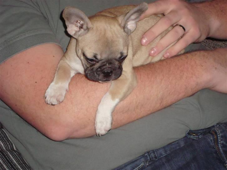 Fransk bulldog Sascha - R.I.P - Sådan så jeg ud da jeg LIGE var kommet hjem :) billede 12