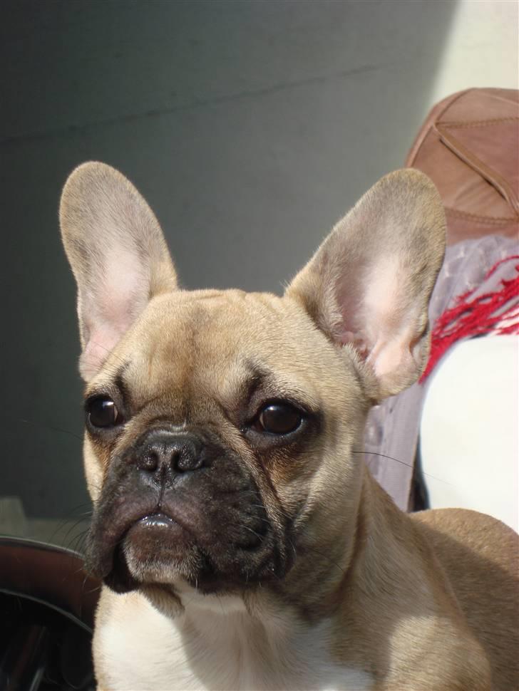 Fransk bulldog Sascha - R.I.P billede 13