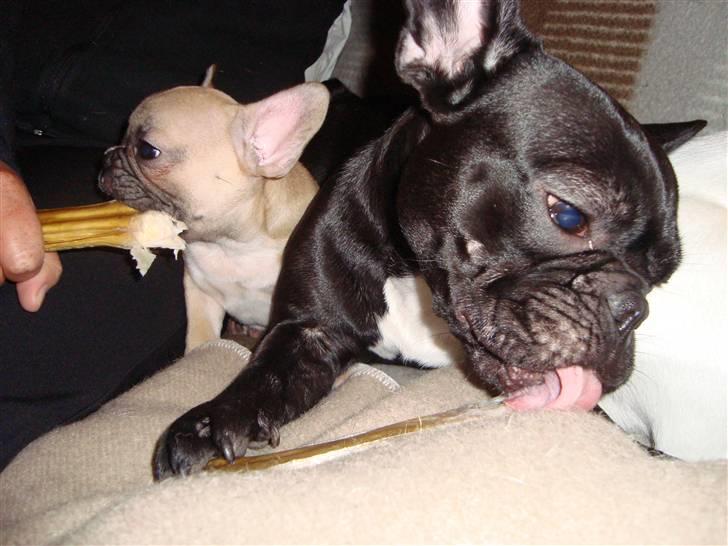 Fransk bulldog Sascha - R.I.P - Umh, Emma sys du de her kødben er ligeså gode som mig? billede 14