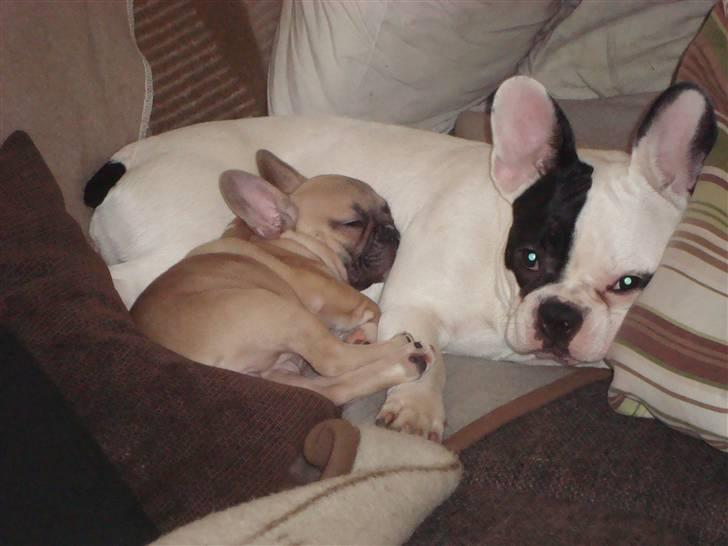 Fransk bulldog Sascha - R.I.P - Putter lige med Josie pigen :) billede 15