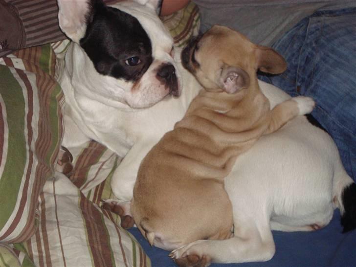 Fransk bulldog Sascha - R.I.P - Dælle-frans? hehe billede 16