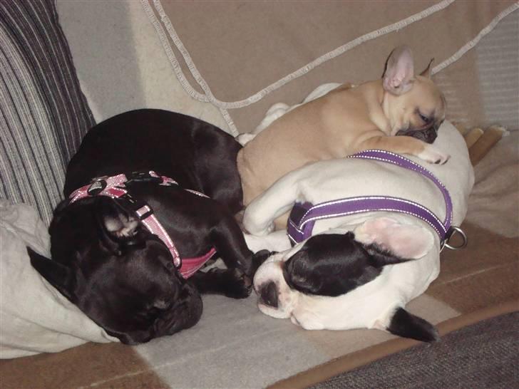 Fransk bulldog Sascha - R.I.P - BUUUNKE! hehe billede 17