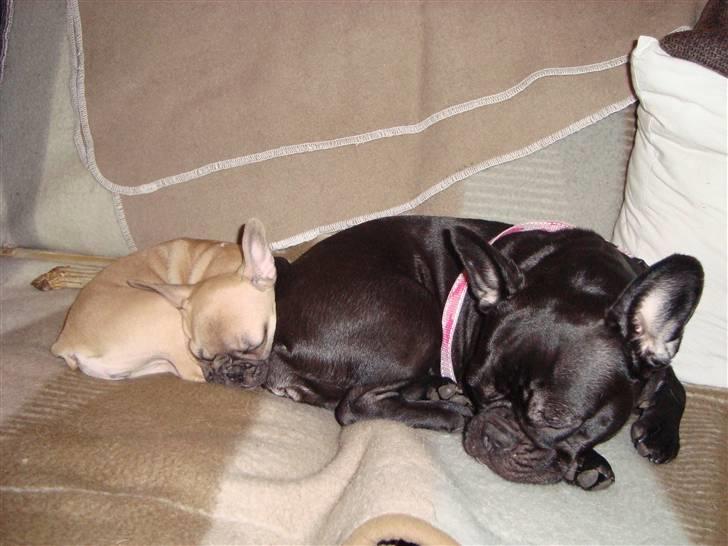 Fransk bulldog Sascha - R.I.P - Synkron? Hehe billede 18