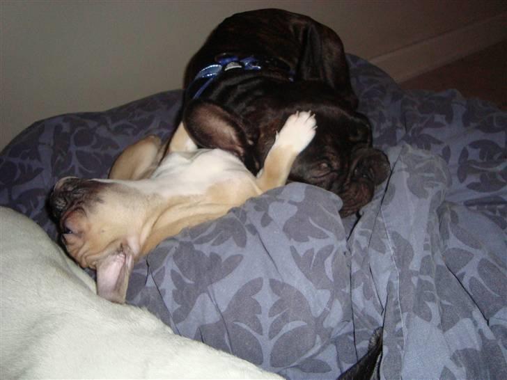 Fransk bulldog Sascha - R.I.P - Orh Anton her ligger vi to godt, hva :) billede 19