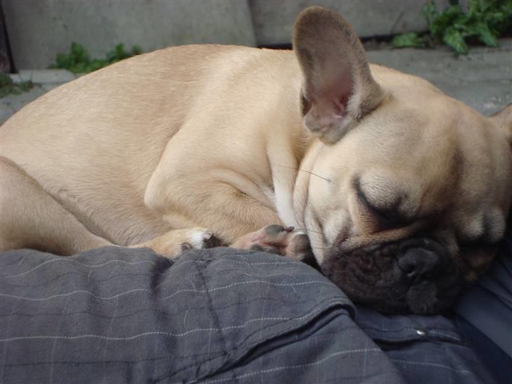 Fransk bulldog Sascha - R.I.P - Får lige en lille lur på skødet af min far her i solen...mmh billede 20