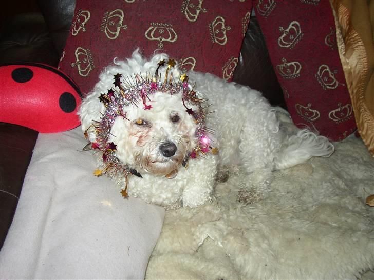 Bichon à poil frisé Malene(Skovfryds Snow)  - Nu er det snart nytår 08 billede 5