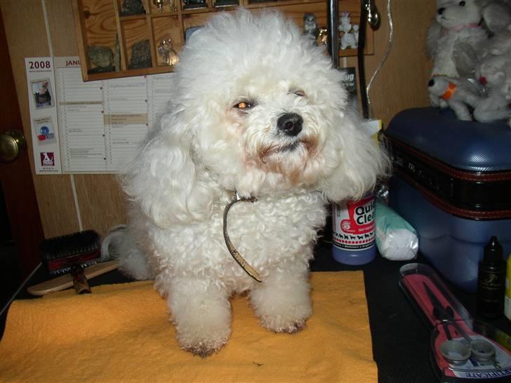 Bichon à poil frisé Malene(Skovfryds Snow)  - Mon jeg nu skal børstes el. klippes? billede 6