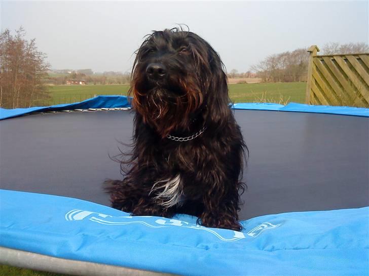 Blanding af racer Nunu - velkommen til min side :D med bildede kun af MIG :D god fornøjelse :) billede 1