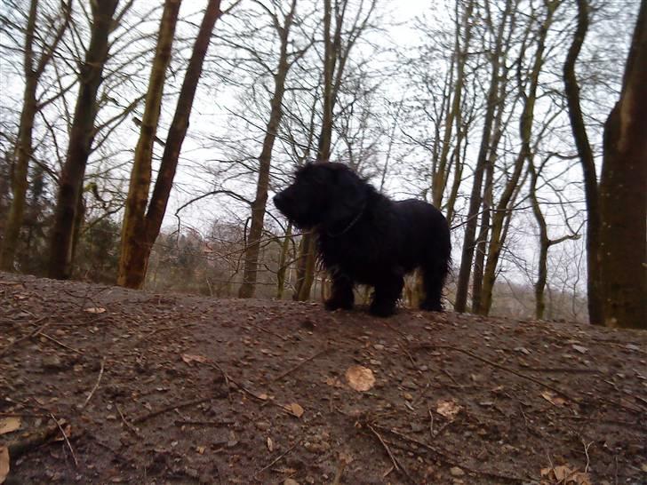 Blanding af racer Nunu - ud og gå en tur i skoven; haha :D elsker det som var det mad :D billede 2