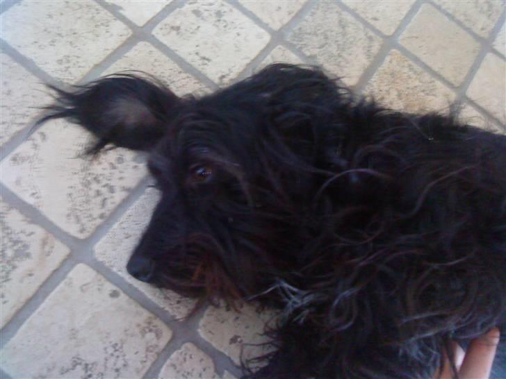 Blanding af racer Nunu - tar en slapper, fem minutter mere :P (flytter mig aldrig!!)  :) billede 3