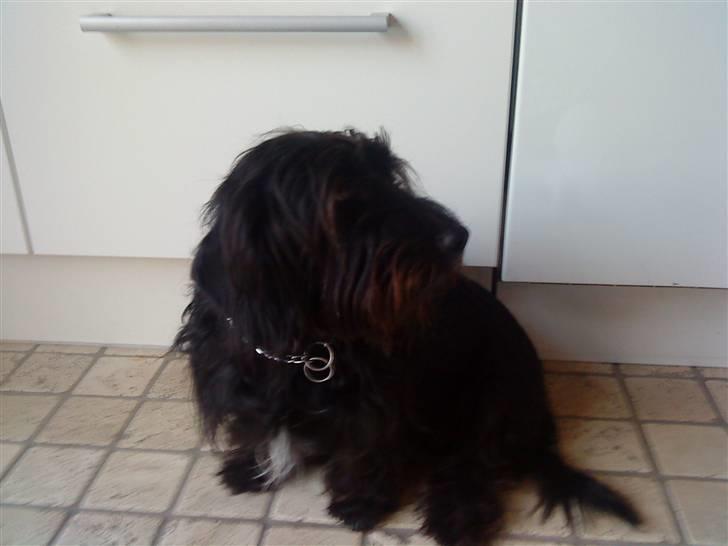 Blanding af racer Nunu - finder du godbidder? :o til mig ? :o kom nu :)  kom nu :) billede 4