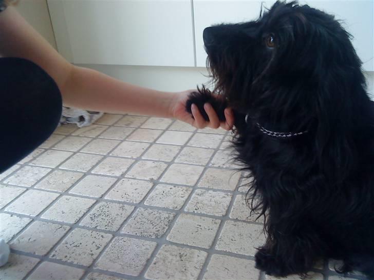 Blanding af racer Nunu - må jeg få den nu :D jeg er jo såå dygtig :) billede 5