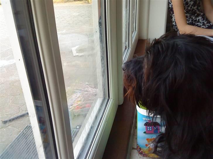 Blanding af racer Nunu - der er en MIS!! ARG hadder bare når de går i min have -.- billede 6