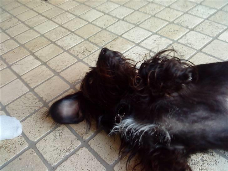 Blanding af racer Nunu - bare lidt mere :) jeg ligger lige såå godt :)  billede 7