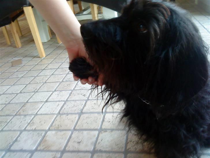 Blanding af racer Nunu - er jeg ikke dygtig ? :D jeg har os øvet mig meget :) billede 8