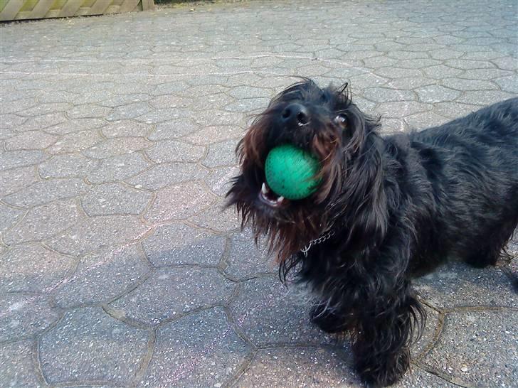 Blanding af racer Nunu - MIN BOLD !!!! kun min hold nallerne væk :o billede 11