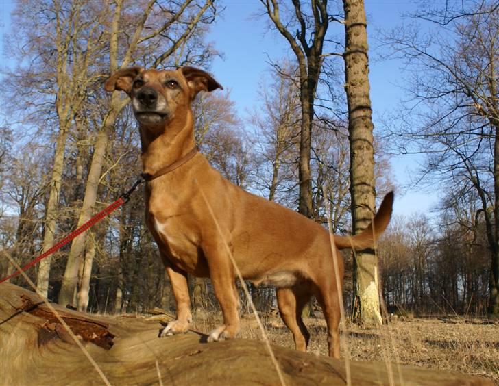 Blanding af racer Gule Berta billede 4