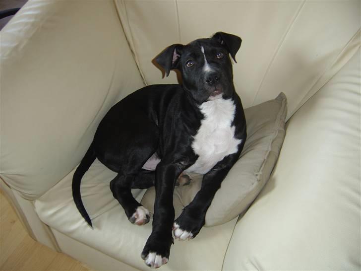 Amerikansk staffordshire terrier Ghost R.I.P billede 1