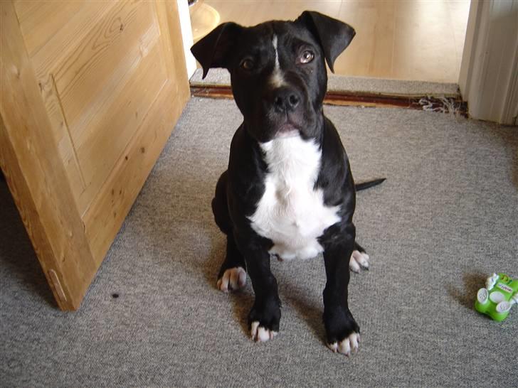 Amerikansk staffordshire terrier Ghost R.I.P billede 2