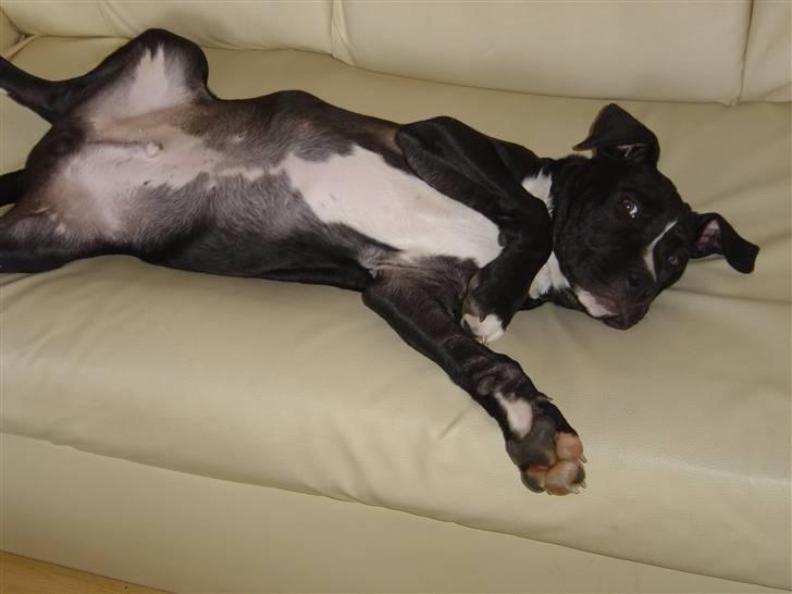 Amerikansk staffordshire terrier Ghost R.I.P billede 4