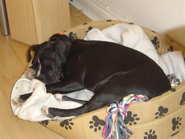 Amerikansk staffordshire terrier Ghost R.I.P billede 5