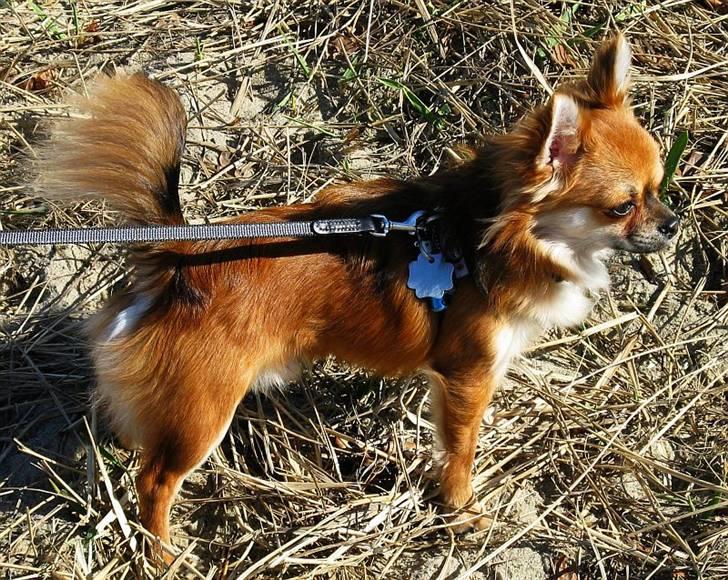 Chihuahua Pequeno....me Joy *ASLAN* - Aslan 5 uger gammel. billede 8