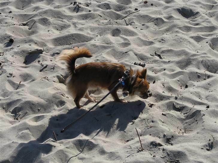 Chihuahua Pequeno....me Joy *ASLAN* - Aslan på stranden. billede 9