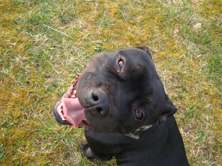 Staffordshire bull terrier All-Embracing "Sille" - Er jeg ikke bare kær, syntes min mor ihvertfald. billede 1